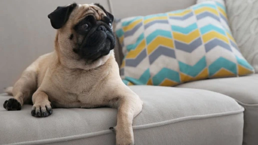 Camminare Planejados